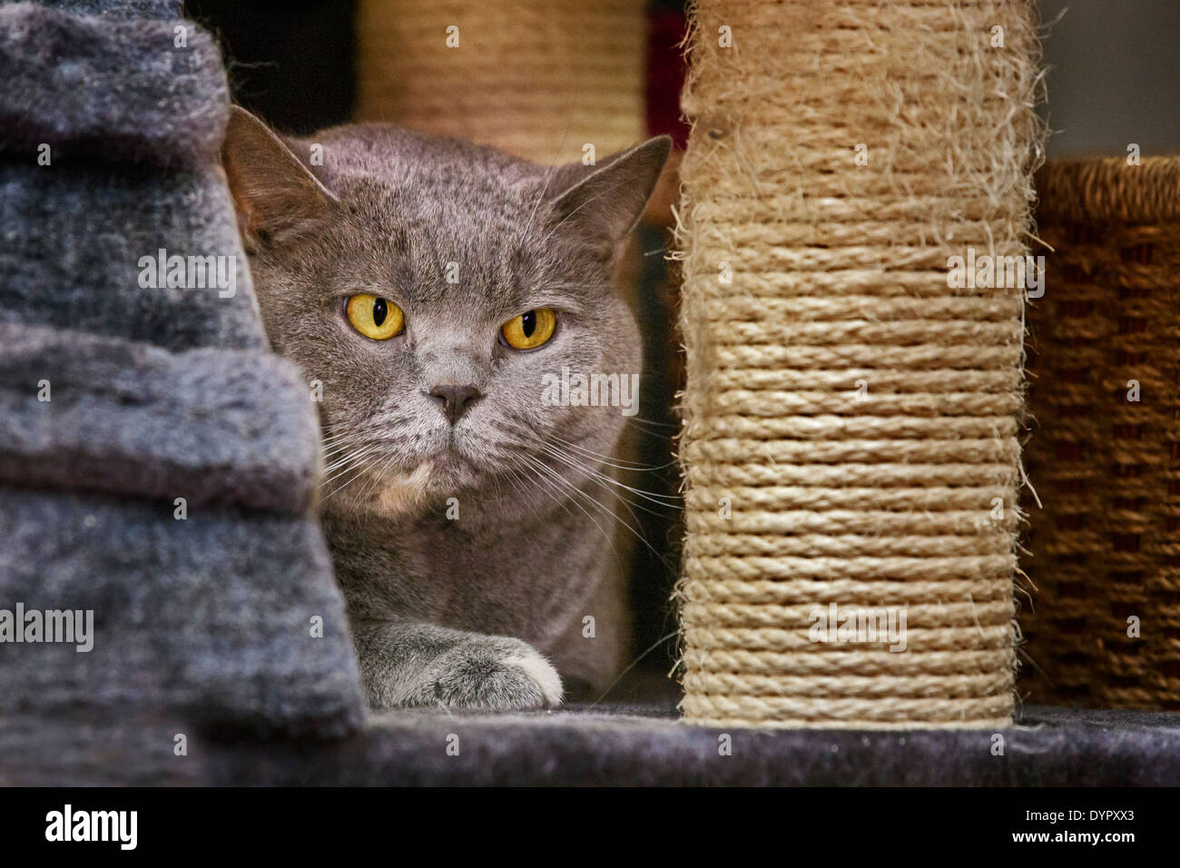 British Shorthair addomesticati gatto di casa che giace accanto alla graffiatura post nel salotto di casa Foto Stock