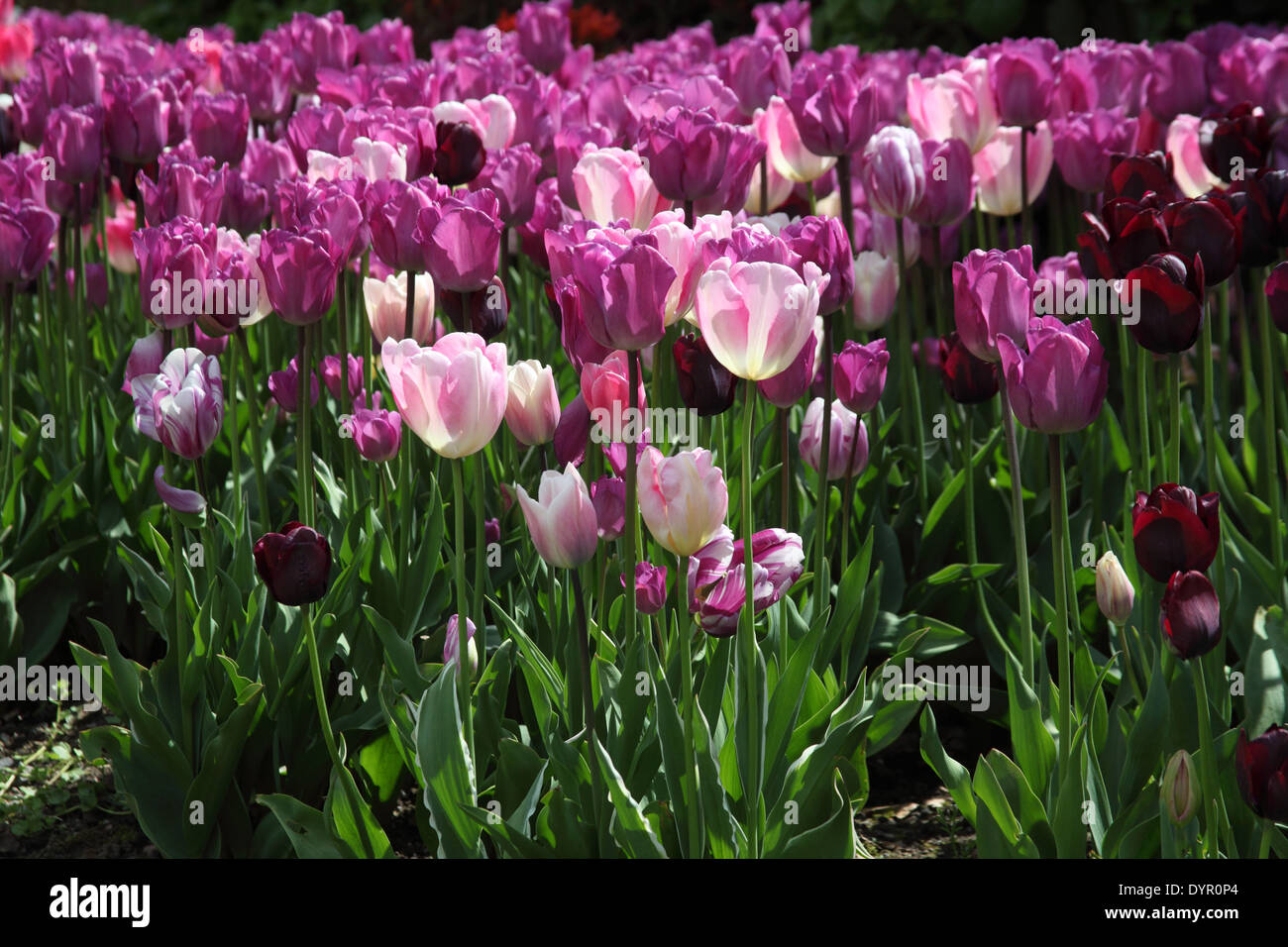 Massa Tulipa piantando vicino fino a lampade a fiore rosa bianca profonda rosa e viola Foto Stock