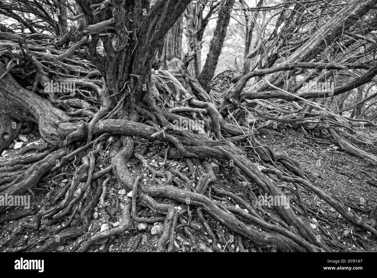 Vecchio twisted radici di albero Foto Stock