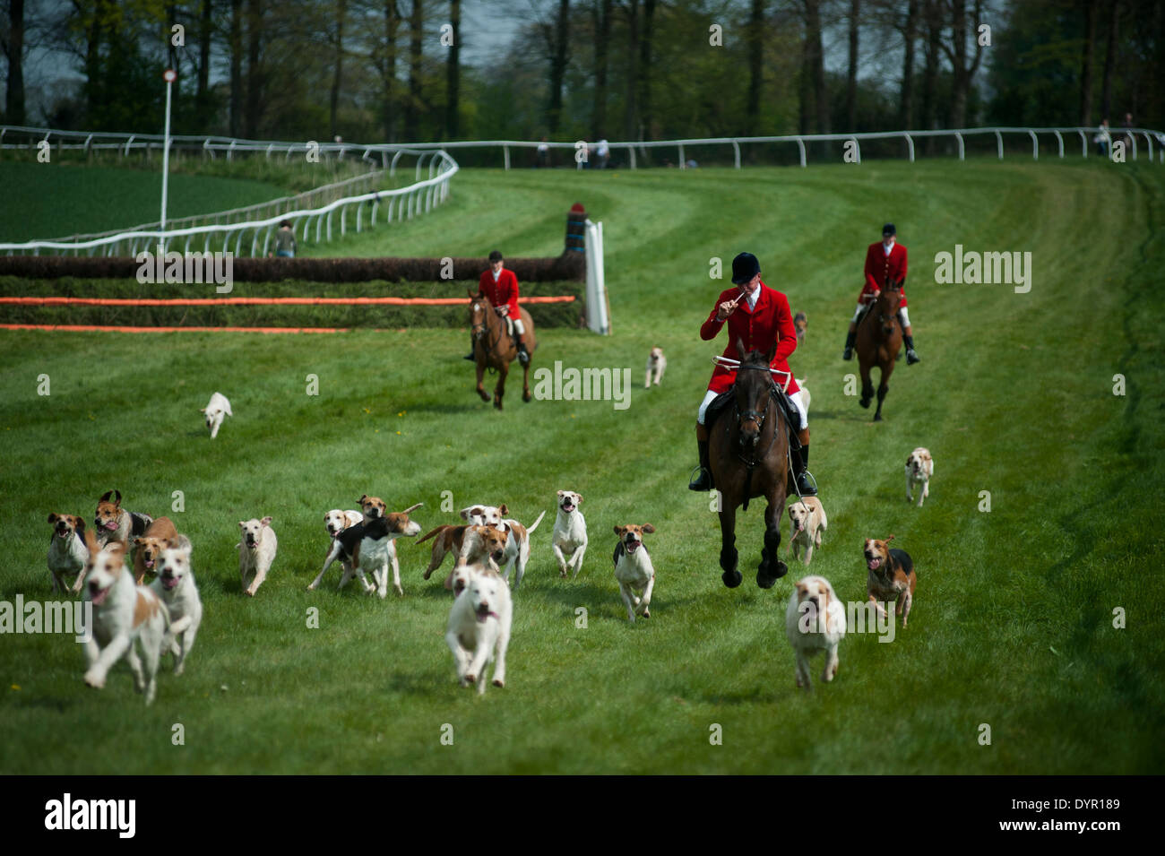Huntsman soffiando avvisatore acustico con hounds da punto a punto Foto Stock