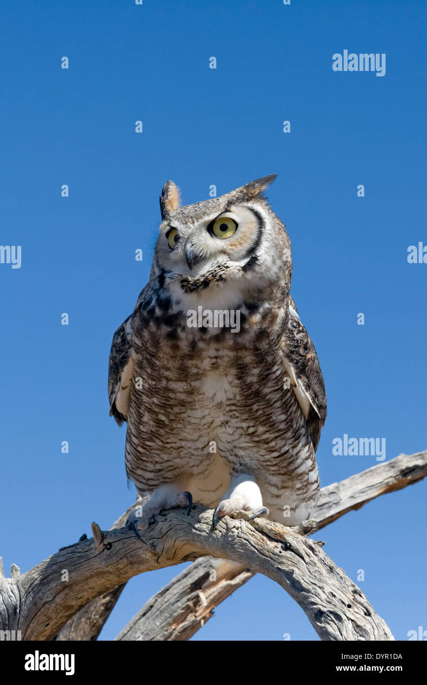 Grande Gufo cornuto (Bubo virginianus) Foto Stock