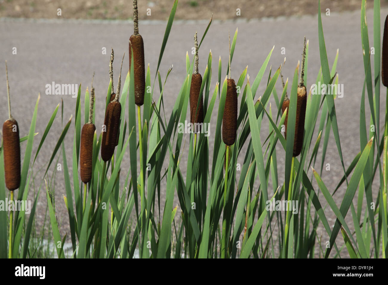 Typha latifolia giunco a waterside Foto Stock