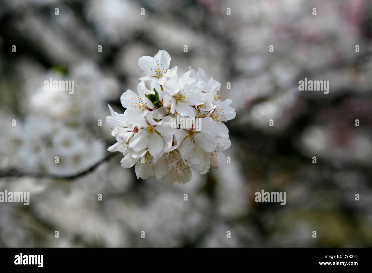 Yoshino albero ciliegio fiore bianco. La Yoshino albero ciliegio è nativo di Giappone, Corea e Cina. Foto Stock