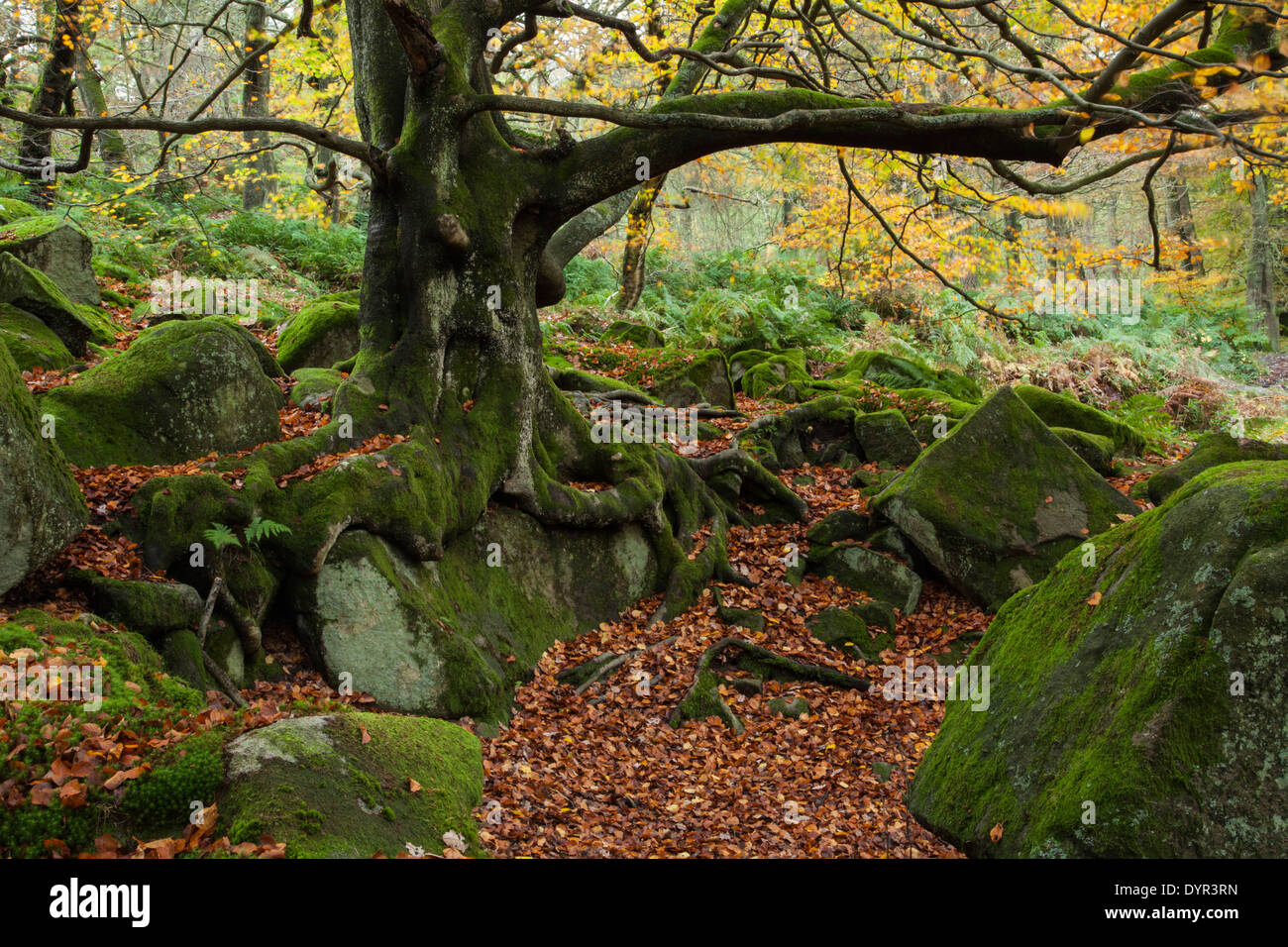 Un antico faggio con radici spesse cresce tra grandi massi di gritstone entro Yarncliff legno, Peak District, Inghilterra Foto Stock