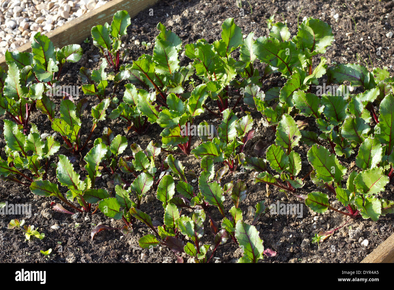 Letti rialzato pieno di piante di barbabietola, foglie vibranti Foto Stock