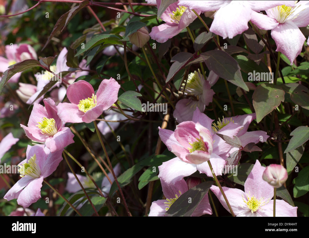 Gruppo di clematis fiori sullo sfondo di clematis foglie e altri fiori Foto Stock