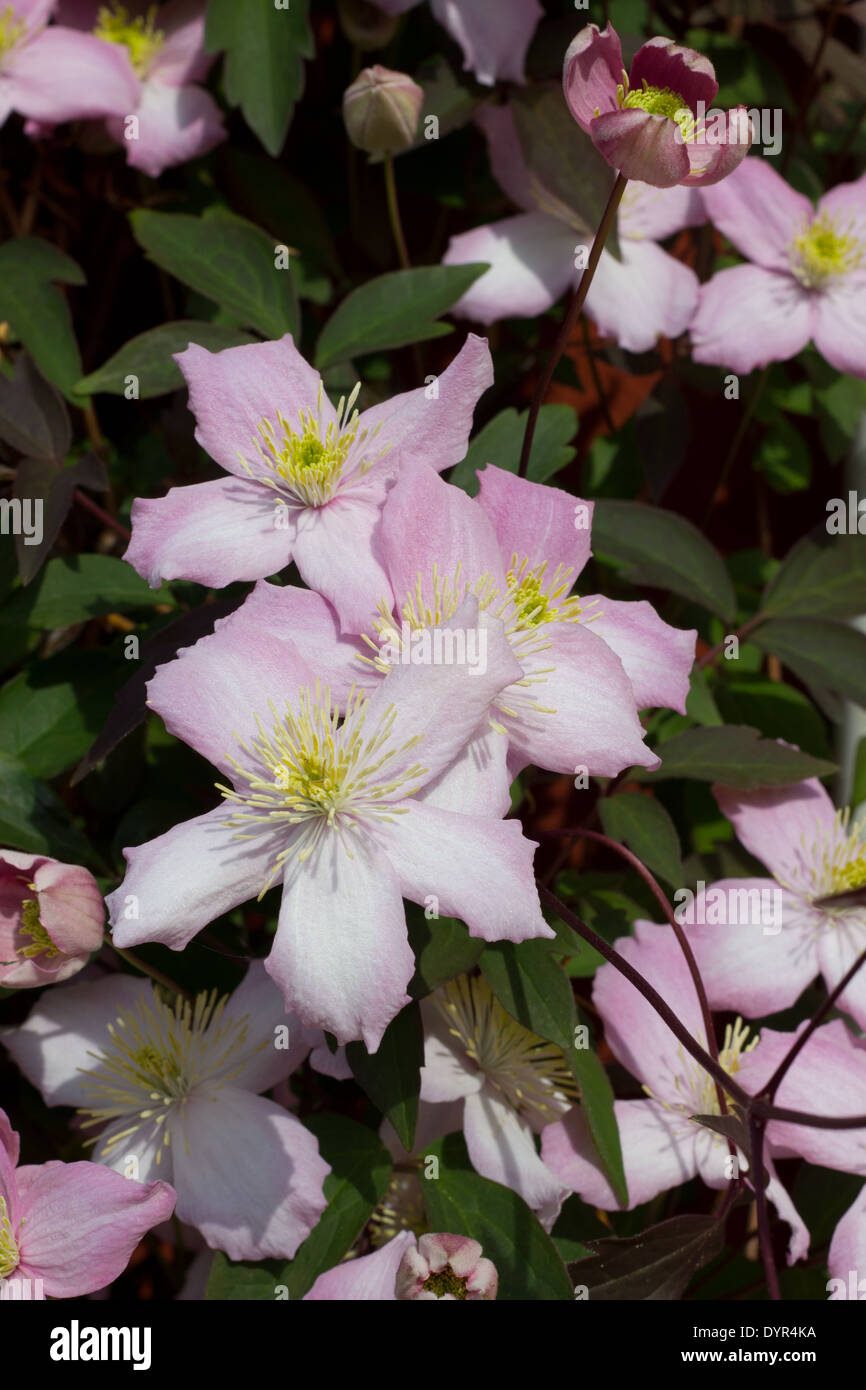 Gruppo di clematis fiori sullo sfondo di clematis foglie e altri fiori Foto Stock