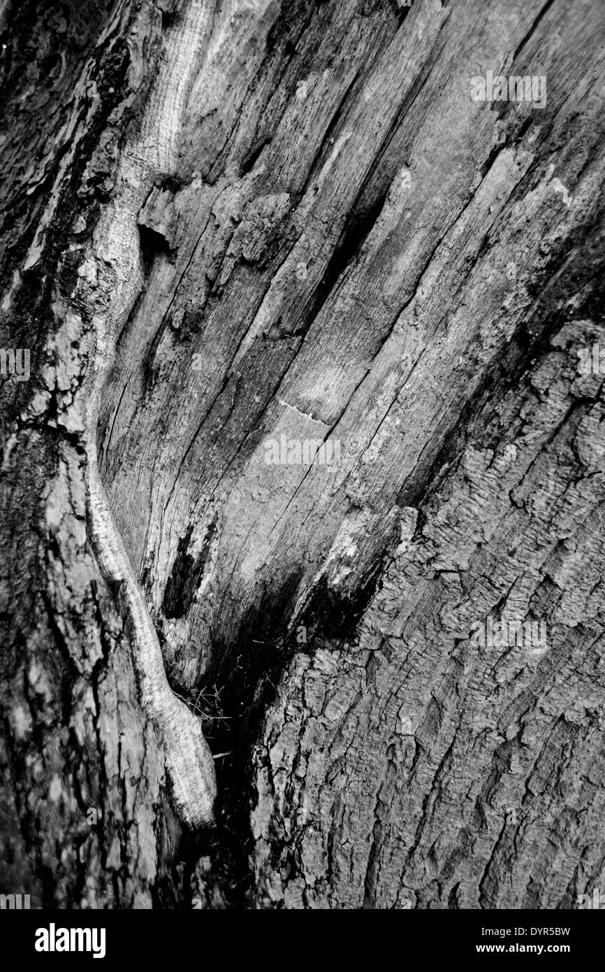 Corteccia di albero Foto Stock