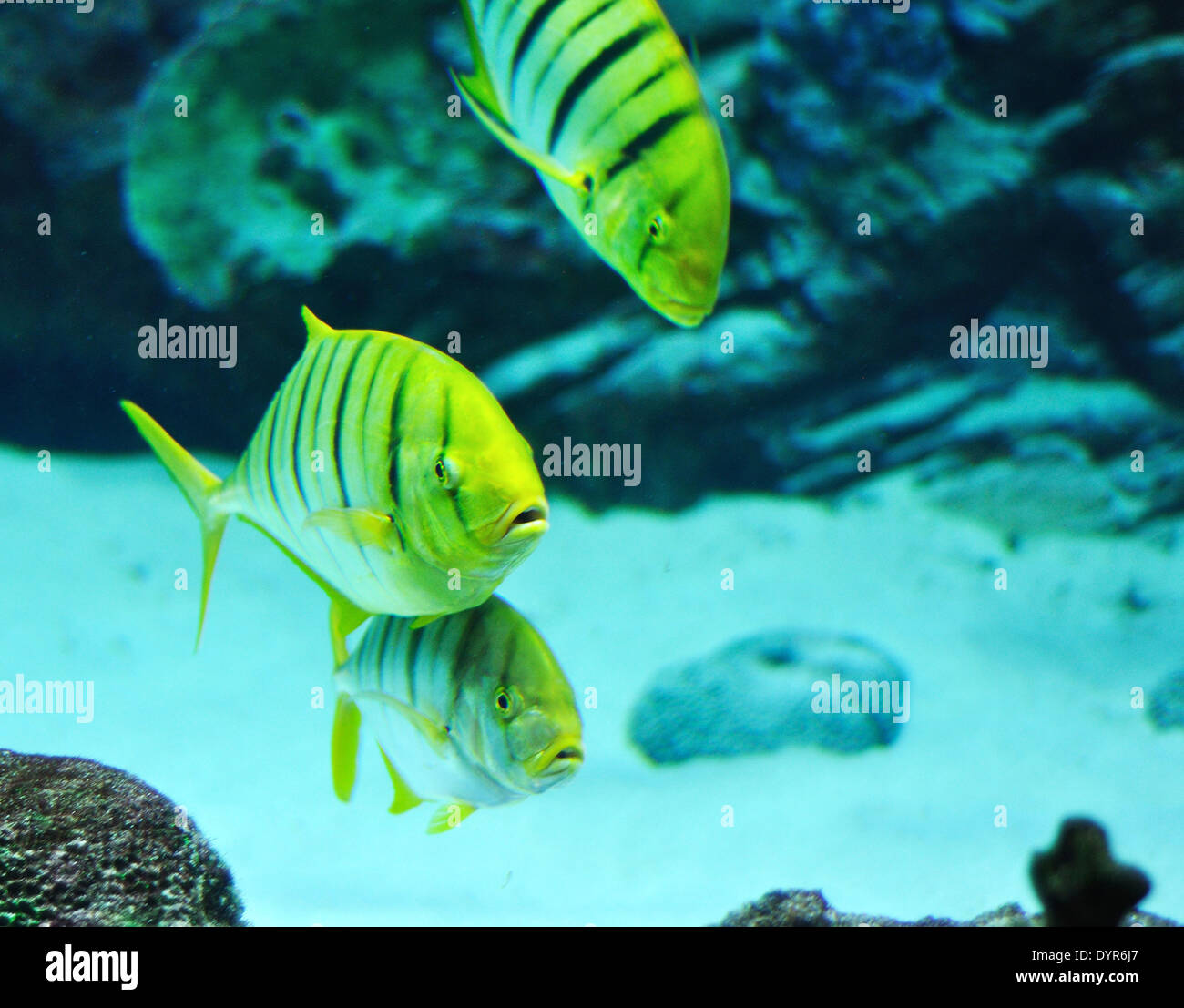 Pesce nero e giallo immagini e fotografie stock ad alta risoluzione - Alamy
