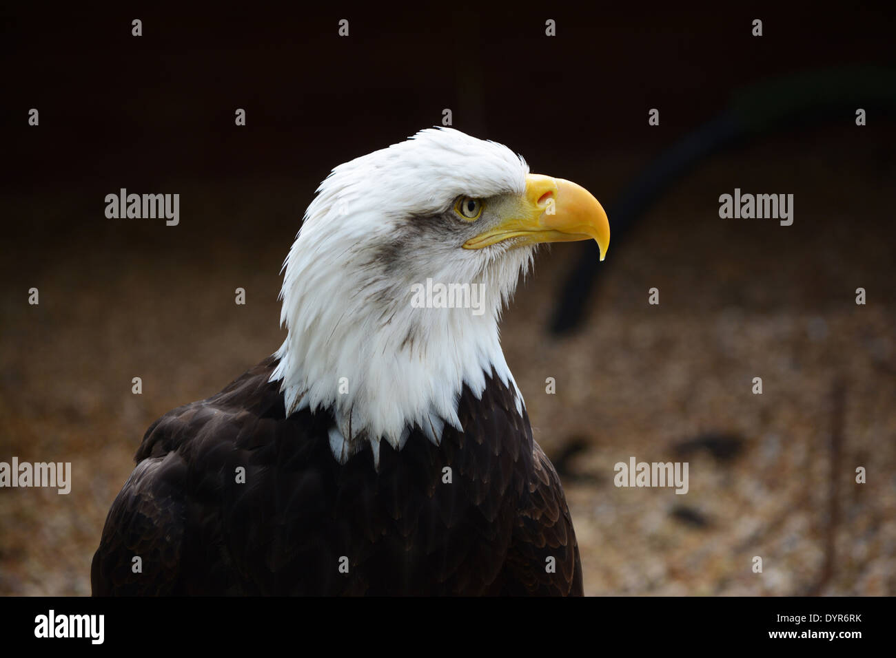 Aquila calva Foto Stock