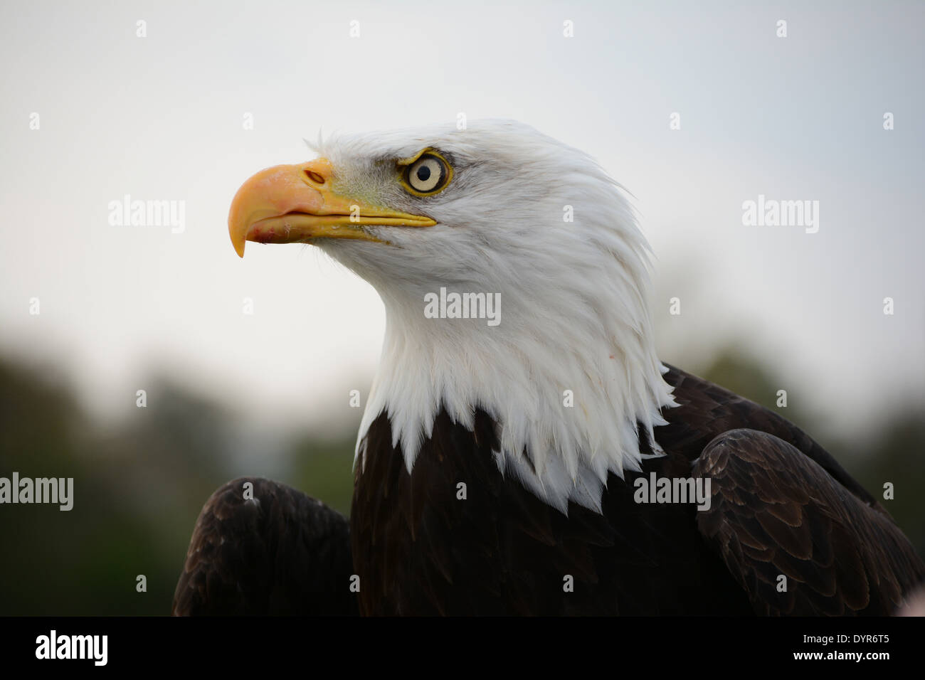 Aquila calva Foto Stock