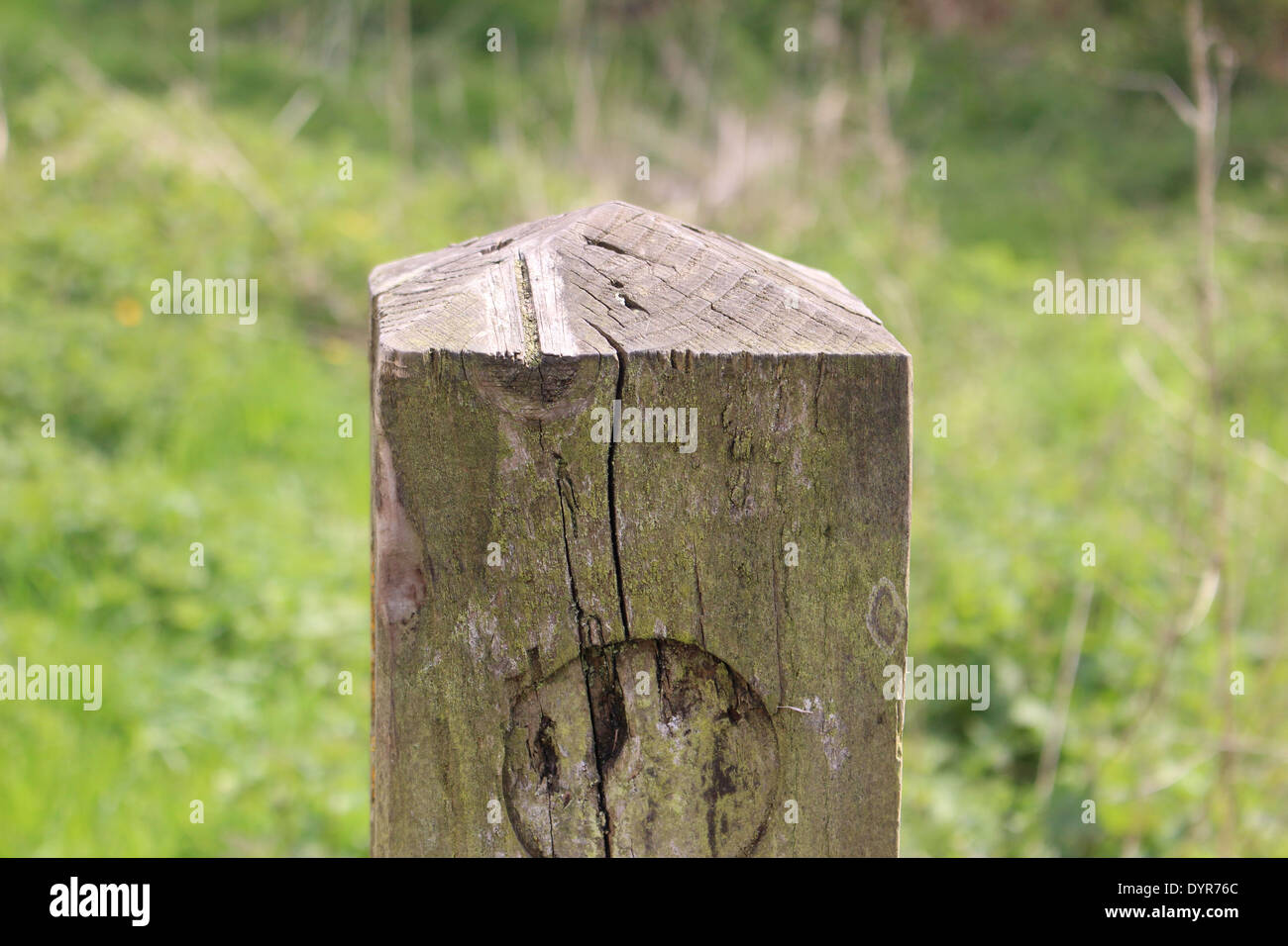 Palo di legno nel bosco vicino a Manchester REGNO UNITO Foto Stock