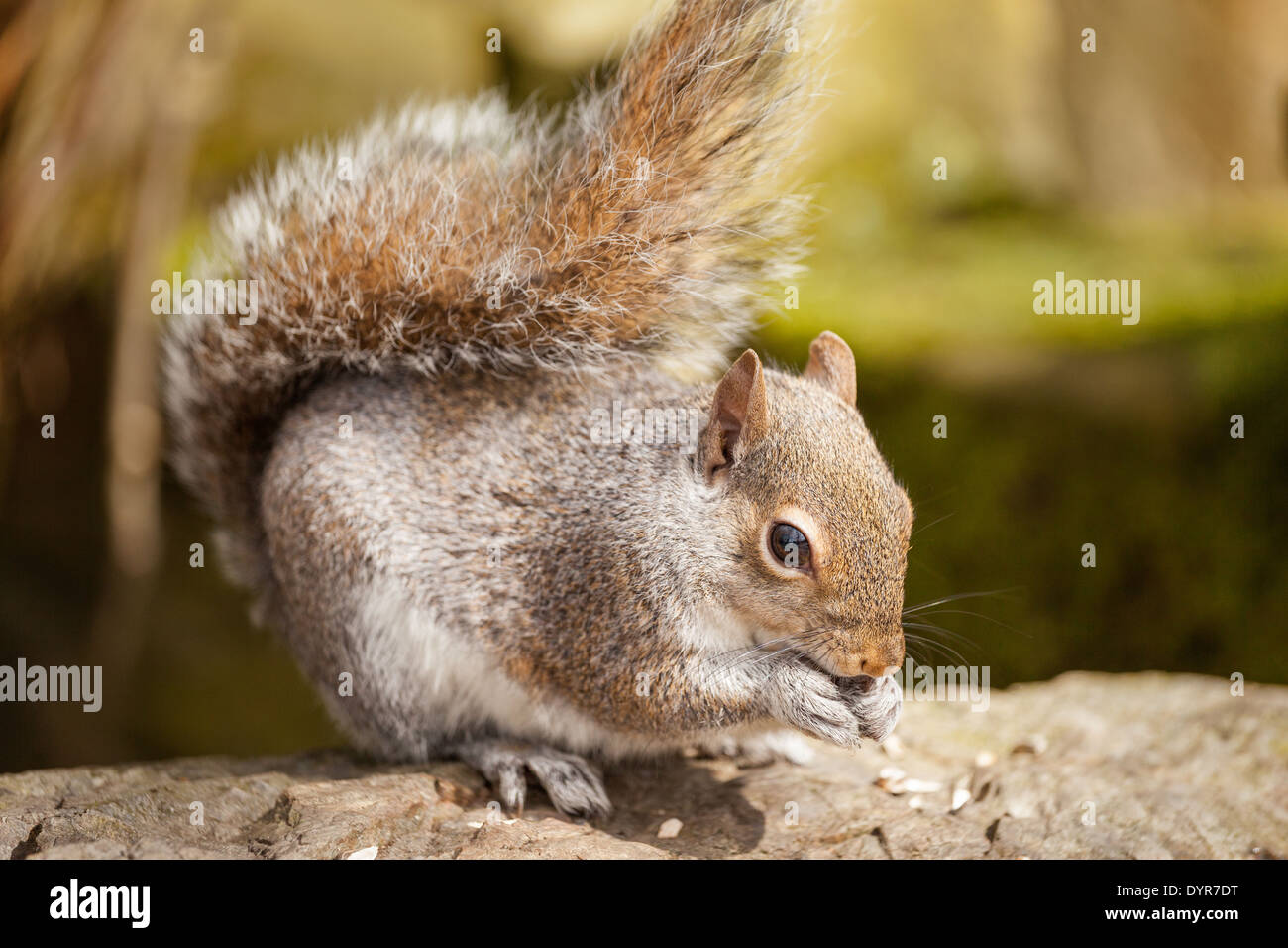 Scoiattolo grigio (Sciurus carolinensis) seduti sulle rocce di mangiare semi, REGNO UNITO Foto Stock