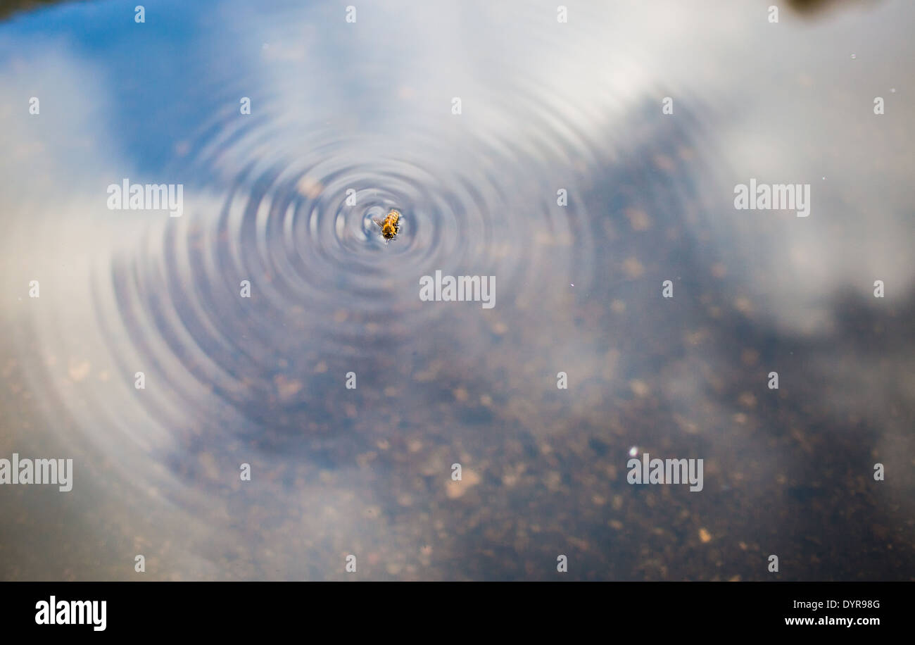 Un insetto incollato sulla superficie di uno stagno con la sua battendo le ali facendo un giro perfetto ripple in acqua Foto Stock