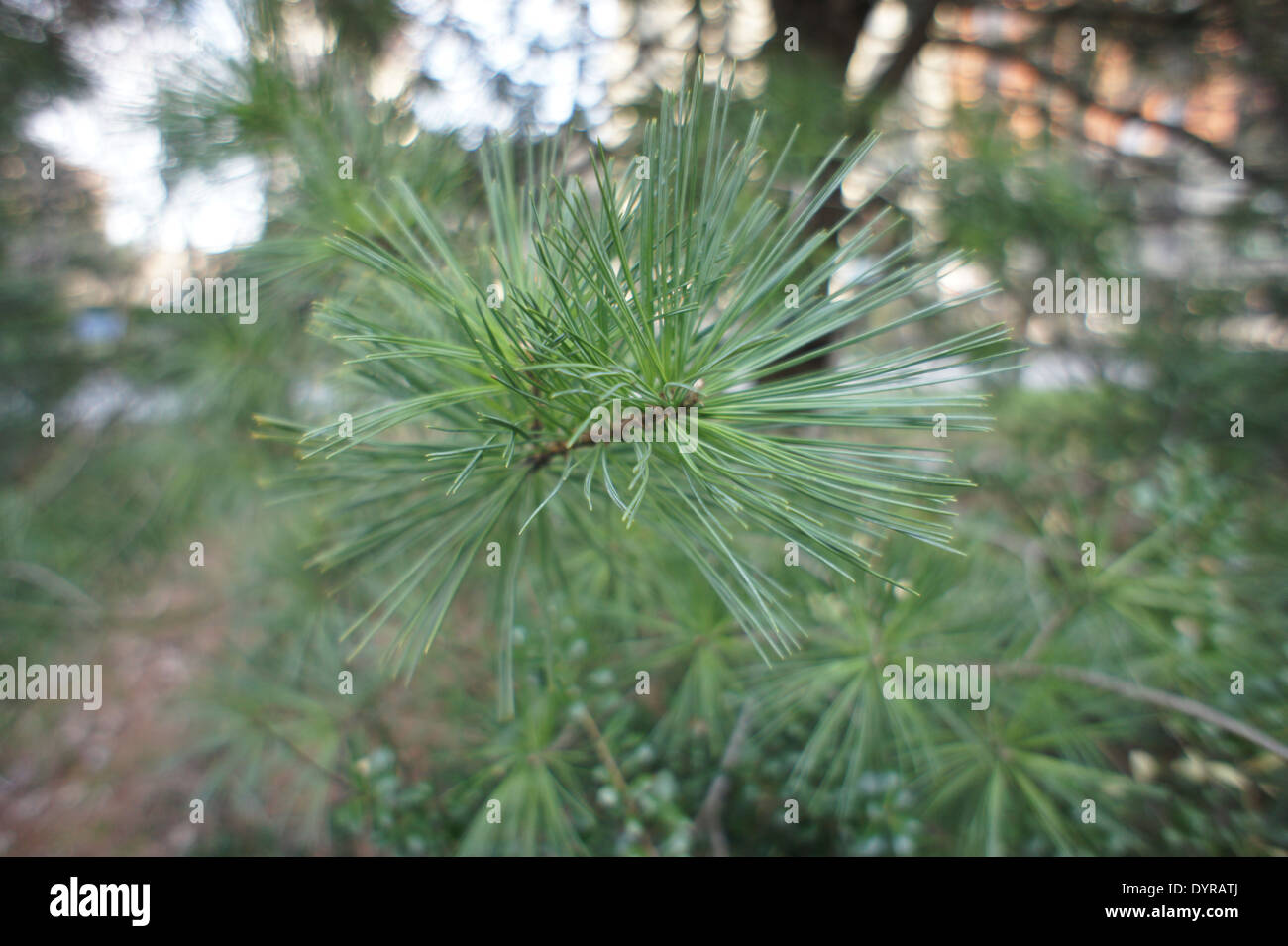 In prossimità del ramo sempreverde con aghi di pino Foto Stock