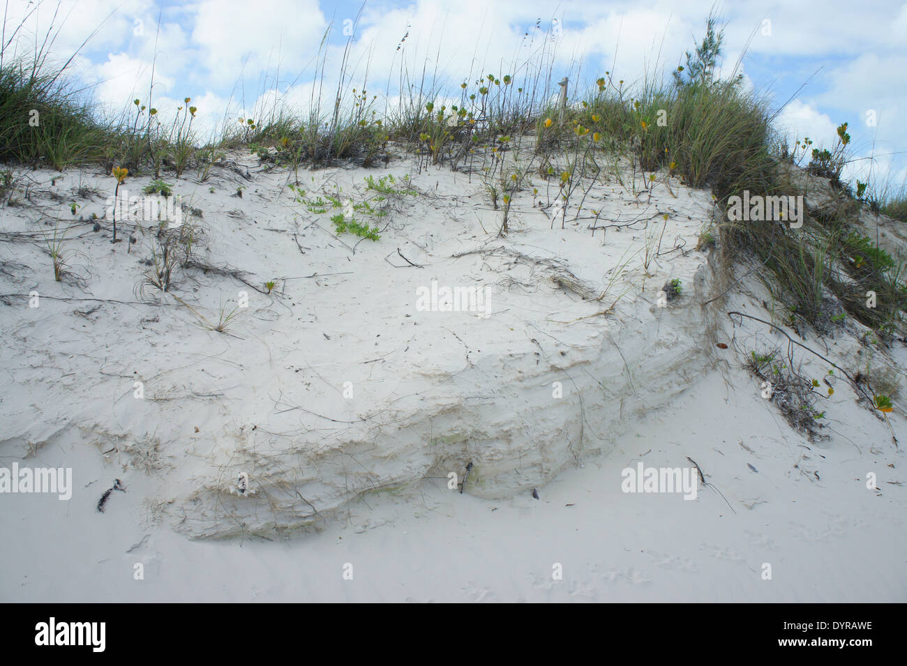 Spiaggia di dune di sabbia, le piante e il cielo Foto Stock