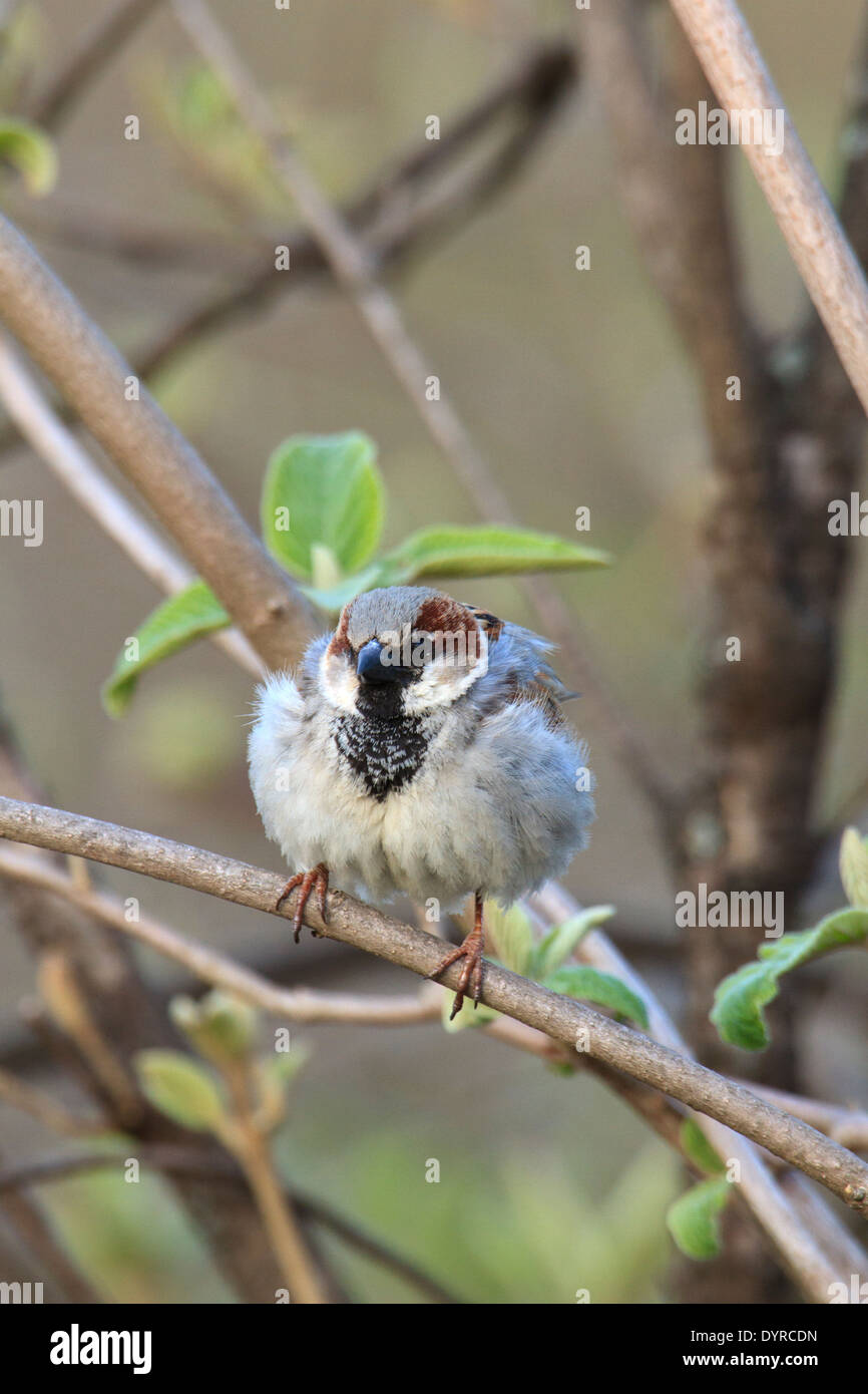 Adulto casa passero (Passer domesticus) sul ramo dell'albero. Foto Stock