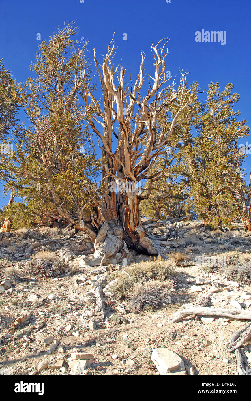 Antichi pini Bristlecone, White Mountains, Nevada Foto Stock