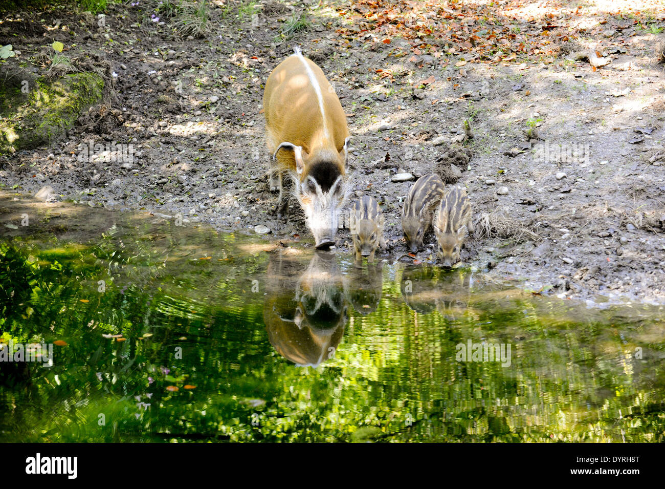 Red River hog suinetti in zoo di Hellabrunn, 2011 Foto Stock