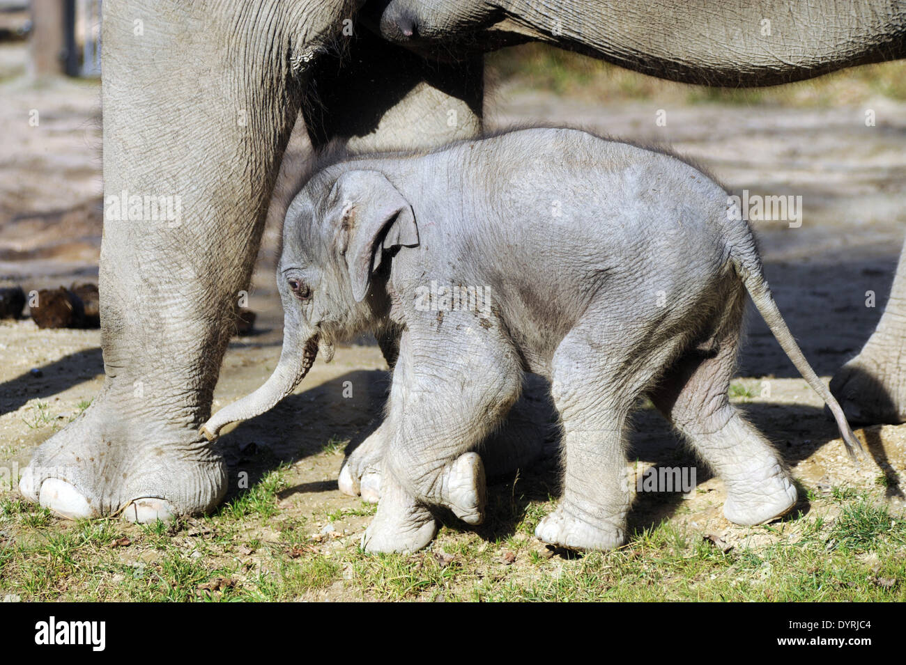 Baby Elephant in lo Zoo di Hellabrunn di Monaco di Baviera, 2011 Foto Stock