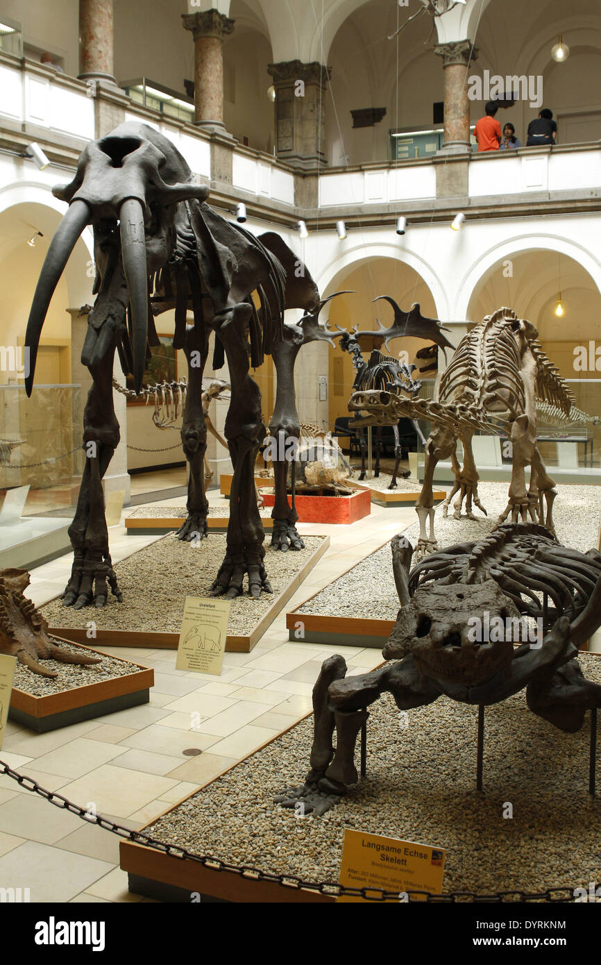 Il Museo Paleontologico di Monaco di Baviera, 2012 Foto Stock