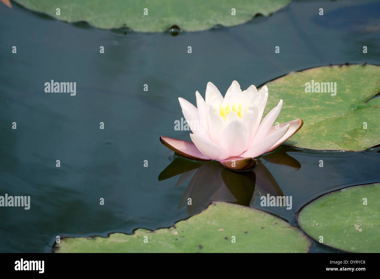 Bella bianco lotus in stagno giapponese con focus sul fiore Foto Stock