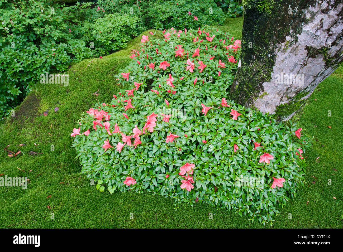 Blooming azalea bush a forma di cuore in giapponese Giardino Zen Foto Stock