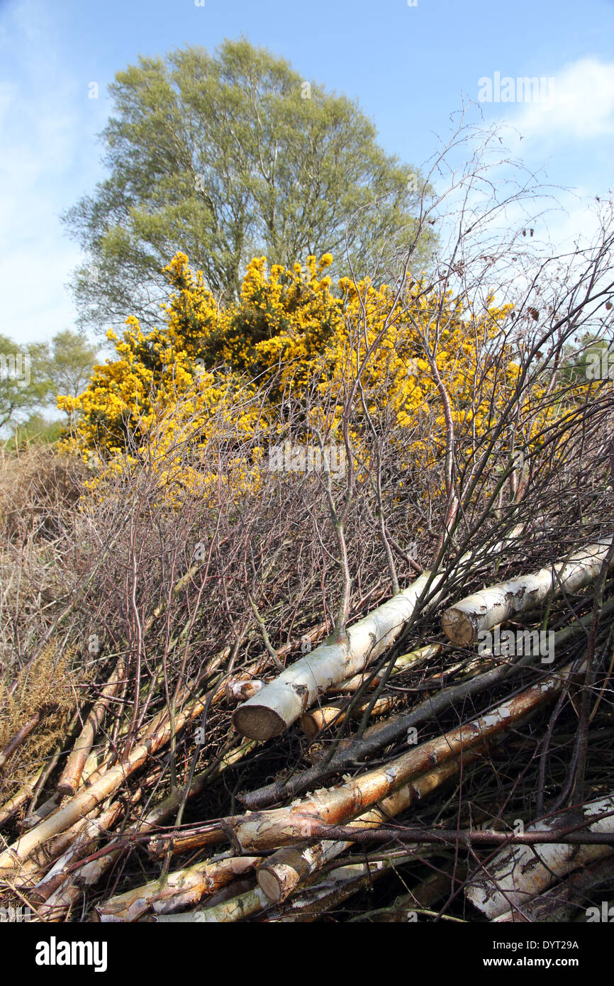 Di betulle e ginestre azzerato su Walberswick comune, Suffolk, impedendo la successione ecologica per mantenere la brughiera habitat. Foto Stock