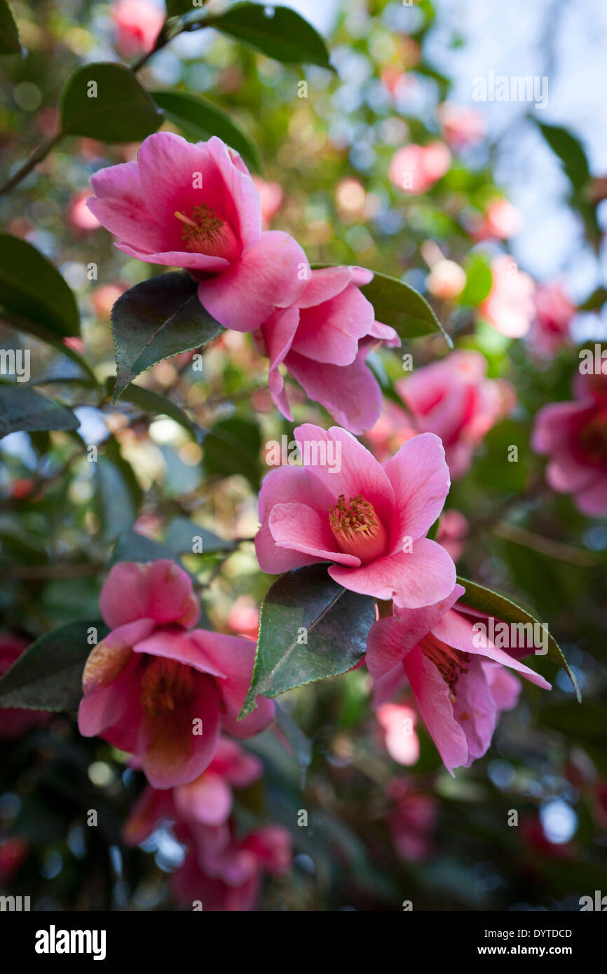 Pink Camellia x williamsii 'Mary" cristiana nella selvaggia zona giardino ad RHS Wisley in marzo. Questo impianto è stato assegnato un modulo gas anestetici Foto Stock
