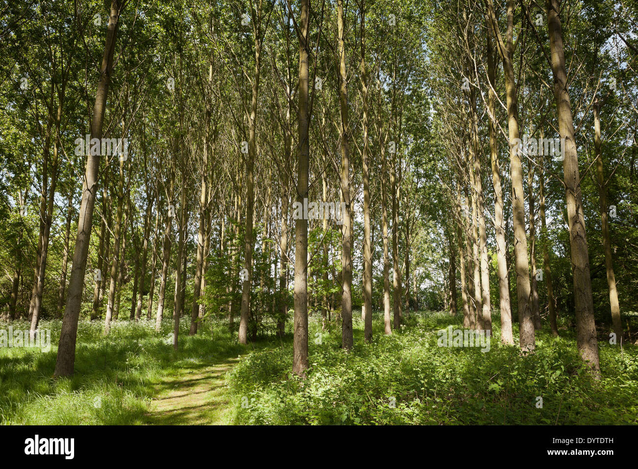 Un sentiero conduce attraverso la Lombardia pioppo Populus 'Afghanica' var italica fotografato in maggio a Wickham luogo Farm Witham Essex Foto Stock