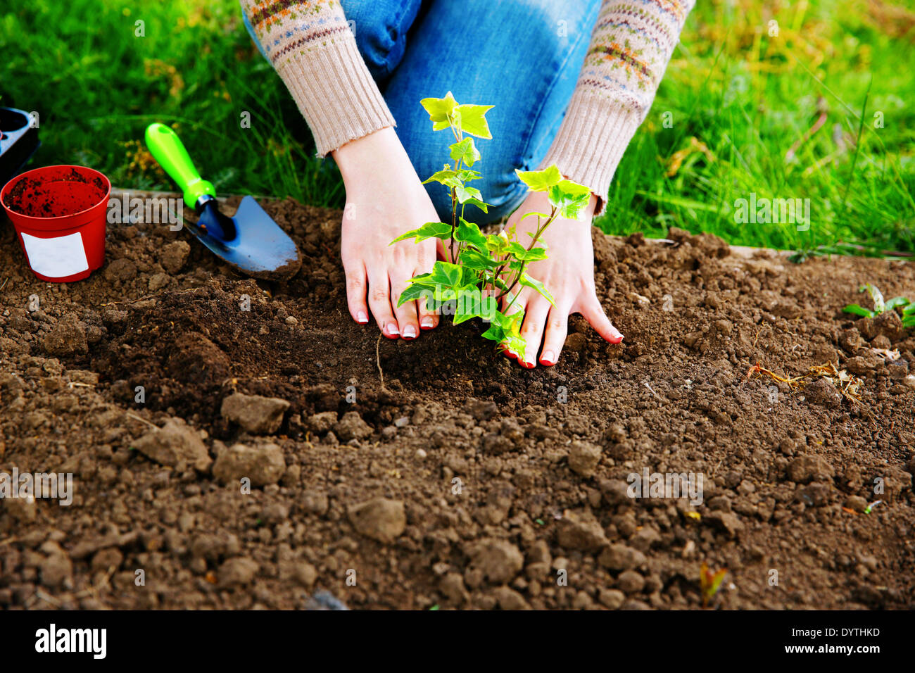 Donna piantare fiori nel giardino Foto Stock
