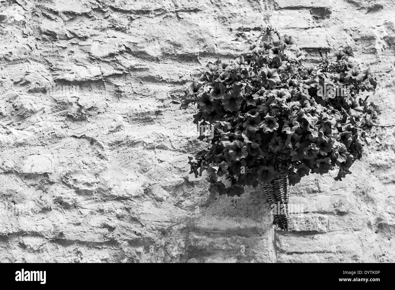 Pienza, Regione Toscana, Italia. Vecchio muro con fiori Foto Stock