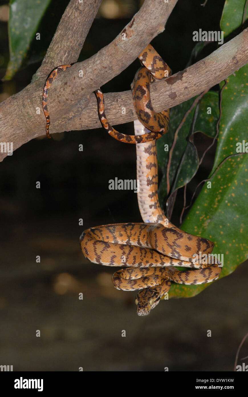 Amazon tree boa (Corallus hortulanus). Un captive esemplare fotografato a Manaus, Brasile, dove essa si verifica anche nel selvaggio. Foto Stock