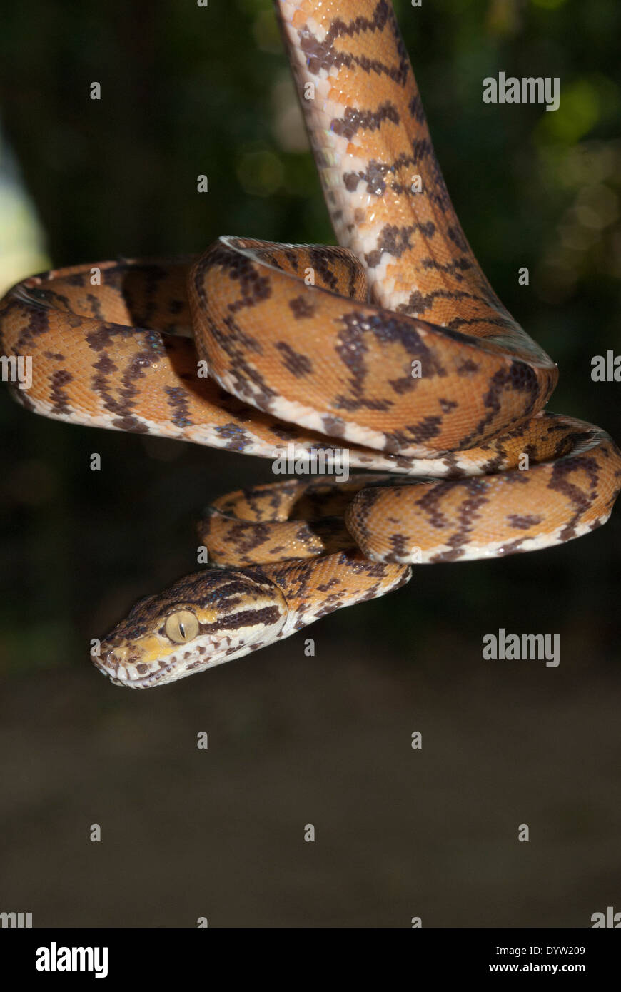 Amazon tree boa (Corallus hortulanus). Un captive esemplare fotografato a Manaus, Brasile, dove essa si verifica anche nel selvaggio. Foto Stock