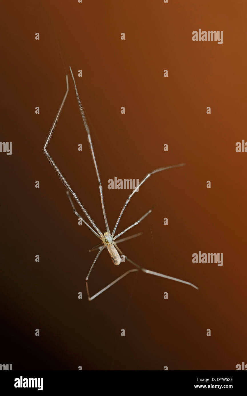 Daddy Long-gambe Spider, Cantina Spider, ragno vibrante o cranio Spider (Pholcus phalangioides) Foto Stock