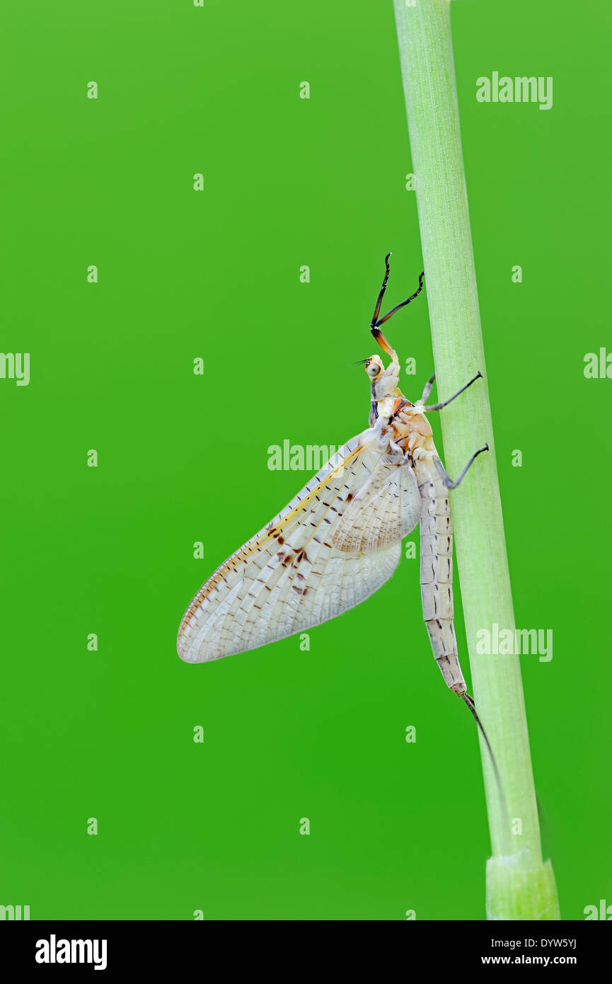 Green Drake Mayfly (Ephemera danica), Nord Reno-Westfalia, Germania Foto Stock