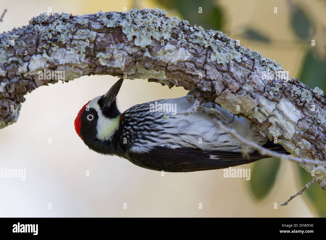 Acorn Woodpecker (Melanerpes formicivorus) aggrappati alla parte inferiore di un ramo su un Anacardi Tree. Foto Stock Acorn Woodpecker (Melanerpes formicivorus) aggrappati alla parte inferiore di un ramo su un Anacardi Tree. Foto Stock