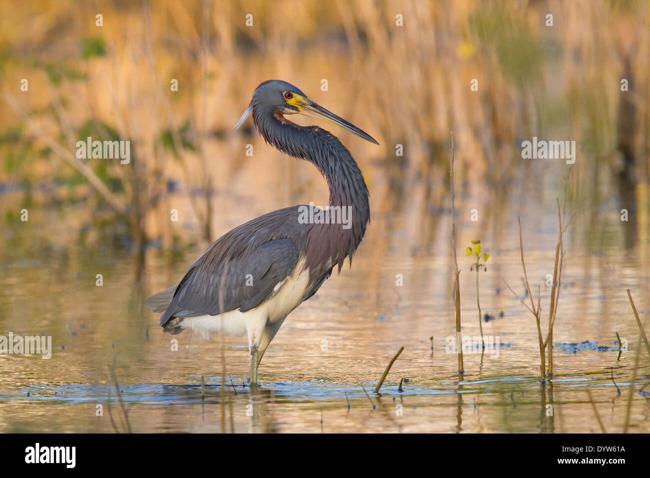 Airone tricolore (Egretta tricolore) Foto Stock