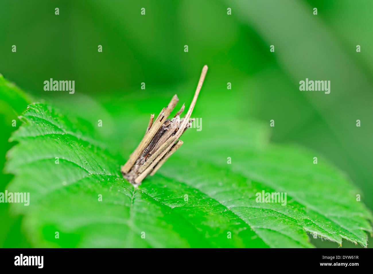Bagworm Moth (Psiche casta), custodia, Renania settentrionale-Vestfalia, Germania Foto Stock
