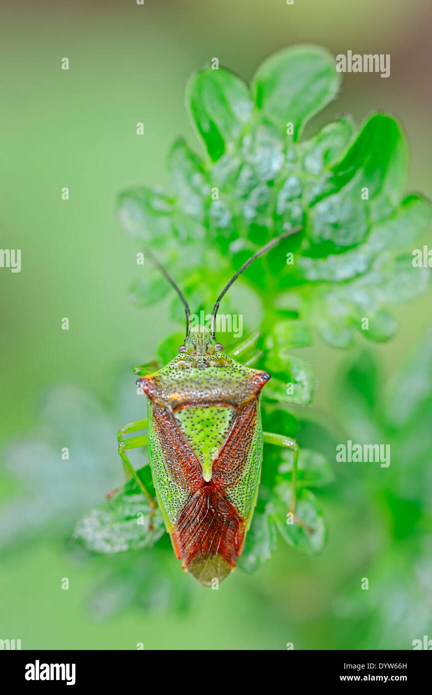 Biancospino bug di protezione (Acanthosoma haemorrhoidale), Nord Reno-Westfalia, Germania Foto Stock