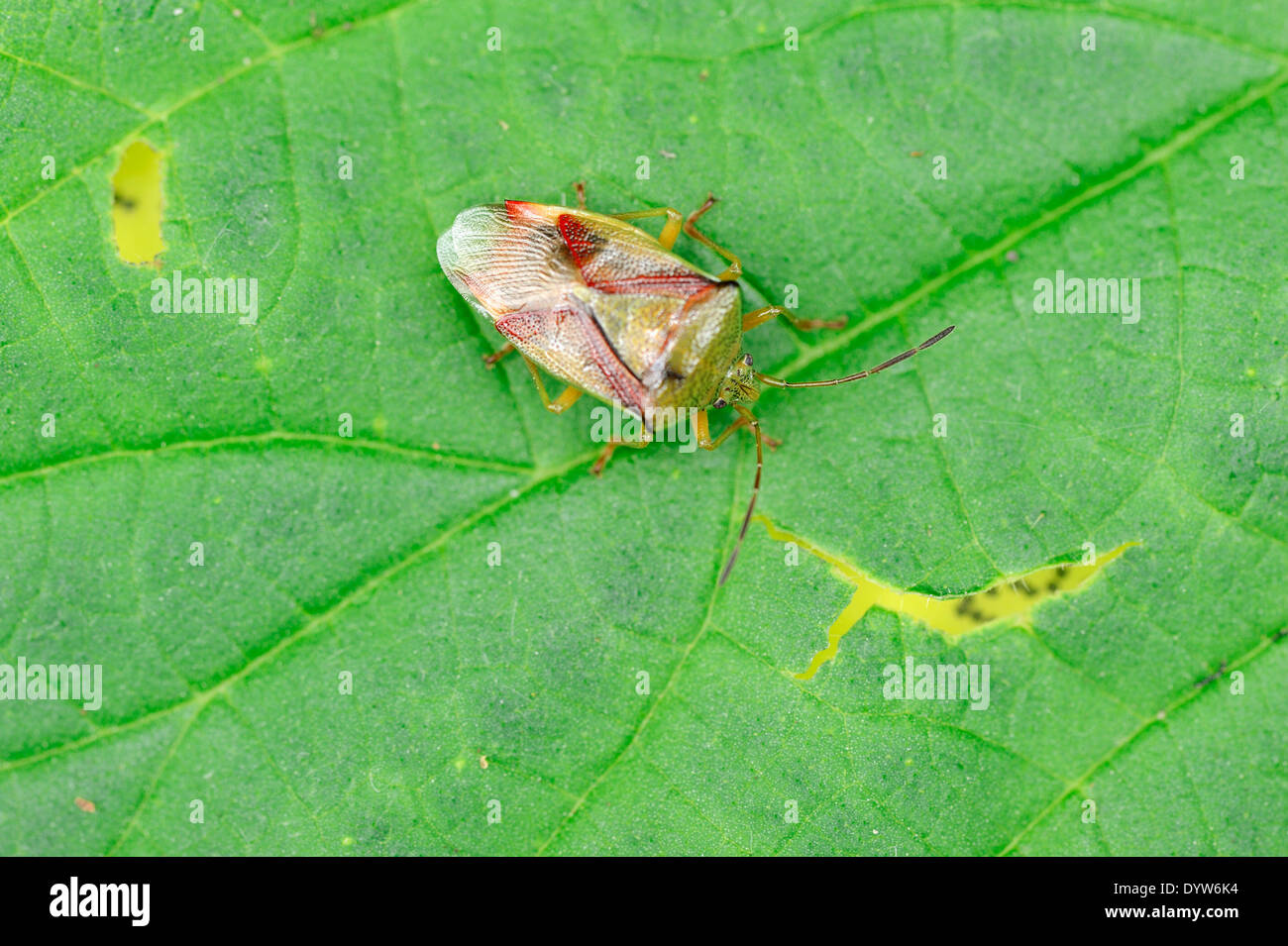La Betulla Shieldbug, Betulla bug di protezione (Elasmostethus interstinctus), Nord Reno-Westfalia, Germania Foto Stock