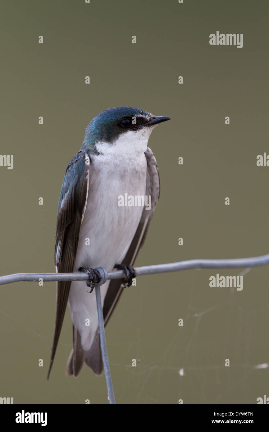 Mangrove Swallow (Tachycineta albilinea) Foto Stock