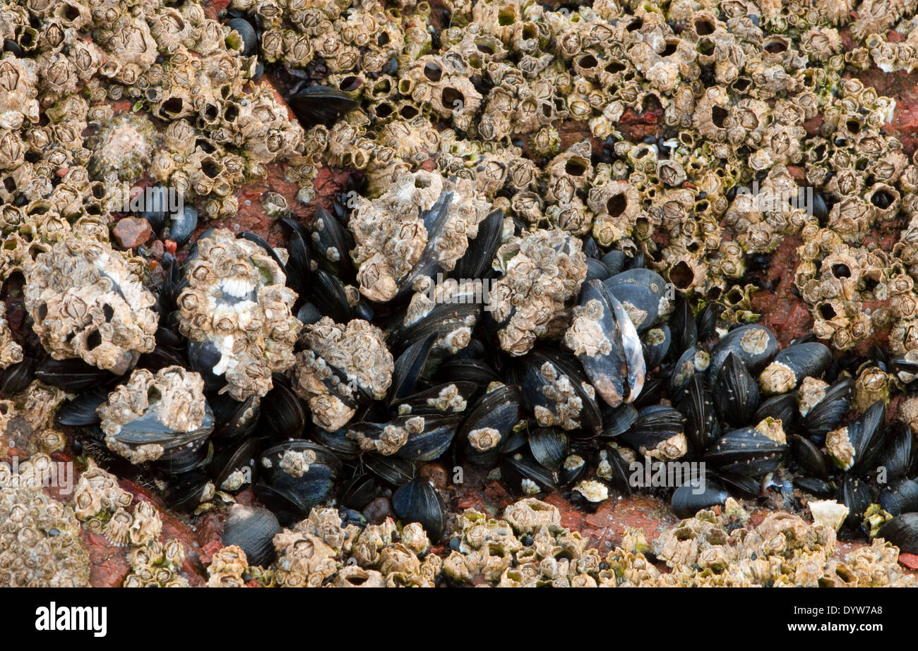 Raccolta di molluschi e crostacei su roccia Foto Stock