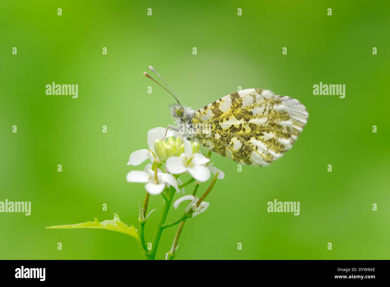 Punta arancione (Anthocharis cardamines), femmina su aglio senape (Alliaria petiolata), Nord Reno-Westfalia, Germania Foto Stock