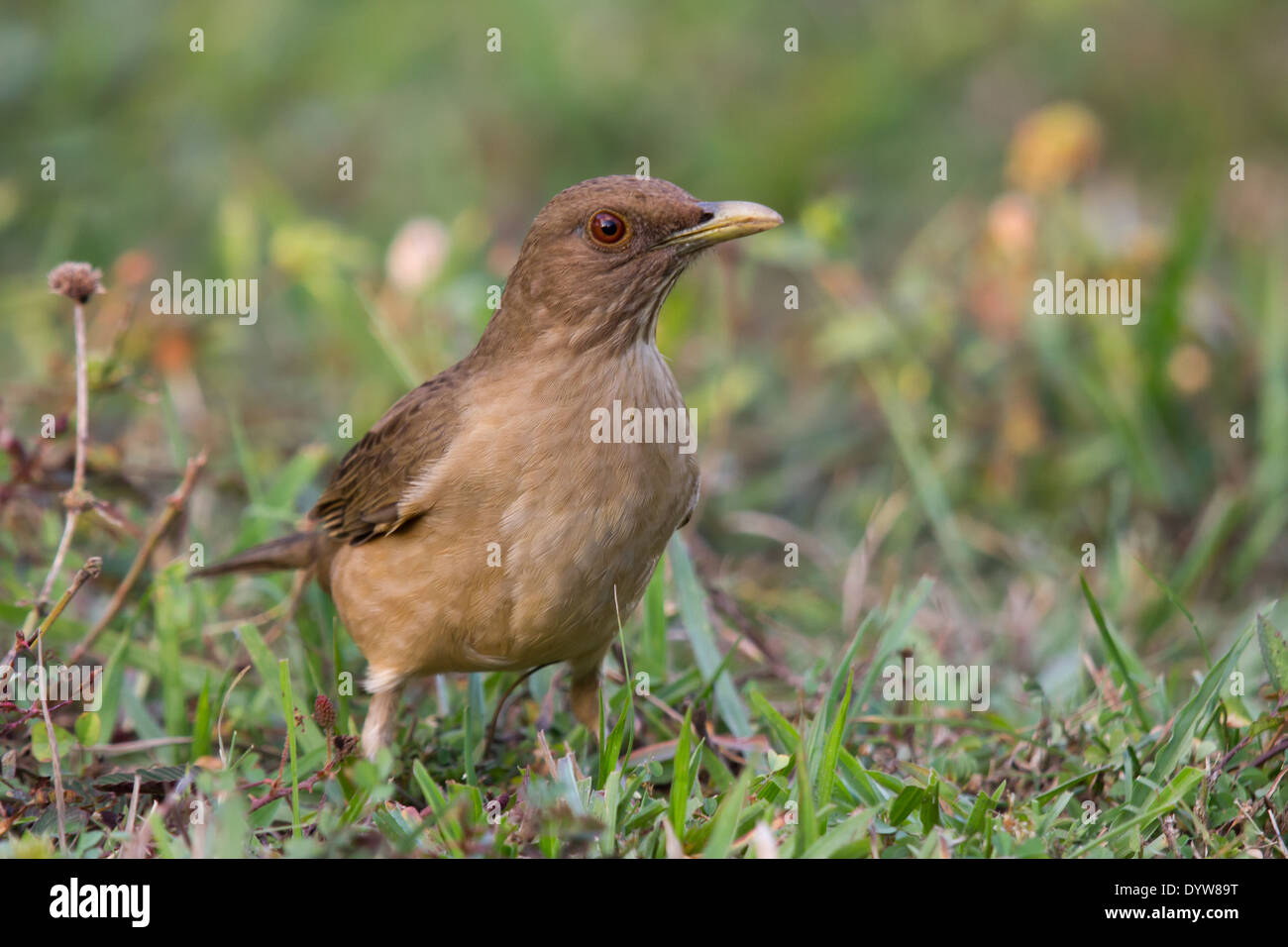 Clay-colorato (Thrush Turdus grayi) Foto Stock