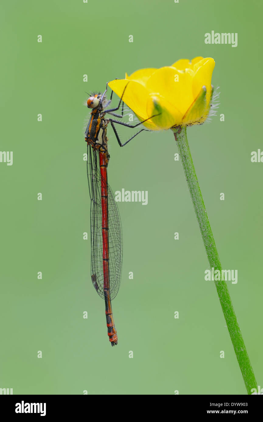 Grandi Damselfly rosso o rosso grande fanciulla (Pyrrhosoma nymphula) su buttercup, Nord Reno-Westfalia, Germania Foto Stock