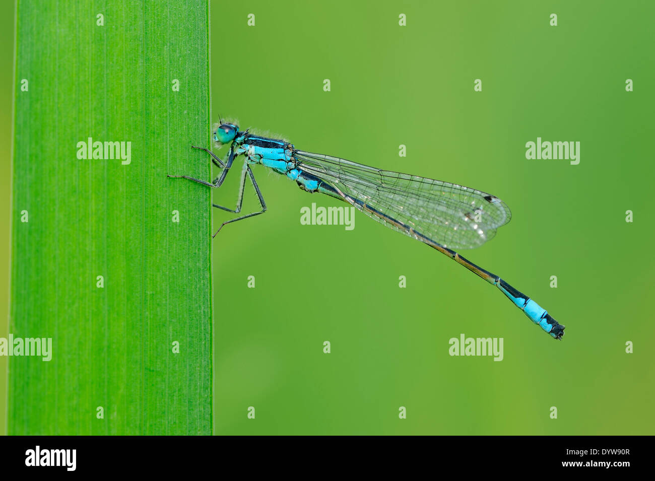 Blu-tailed Damselflies, Ischnura Comune o Comune (Bluetail Ischnura elegans), maschio Foto Stock
