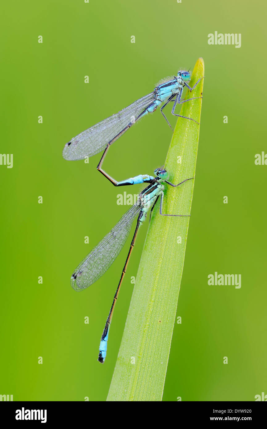 Blu-tailed Damselflies, Ischnura Comune o Comune (Bluetail Ischnura elegans), maschi Foto Stock