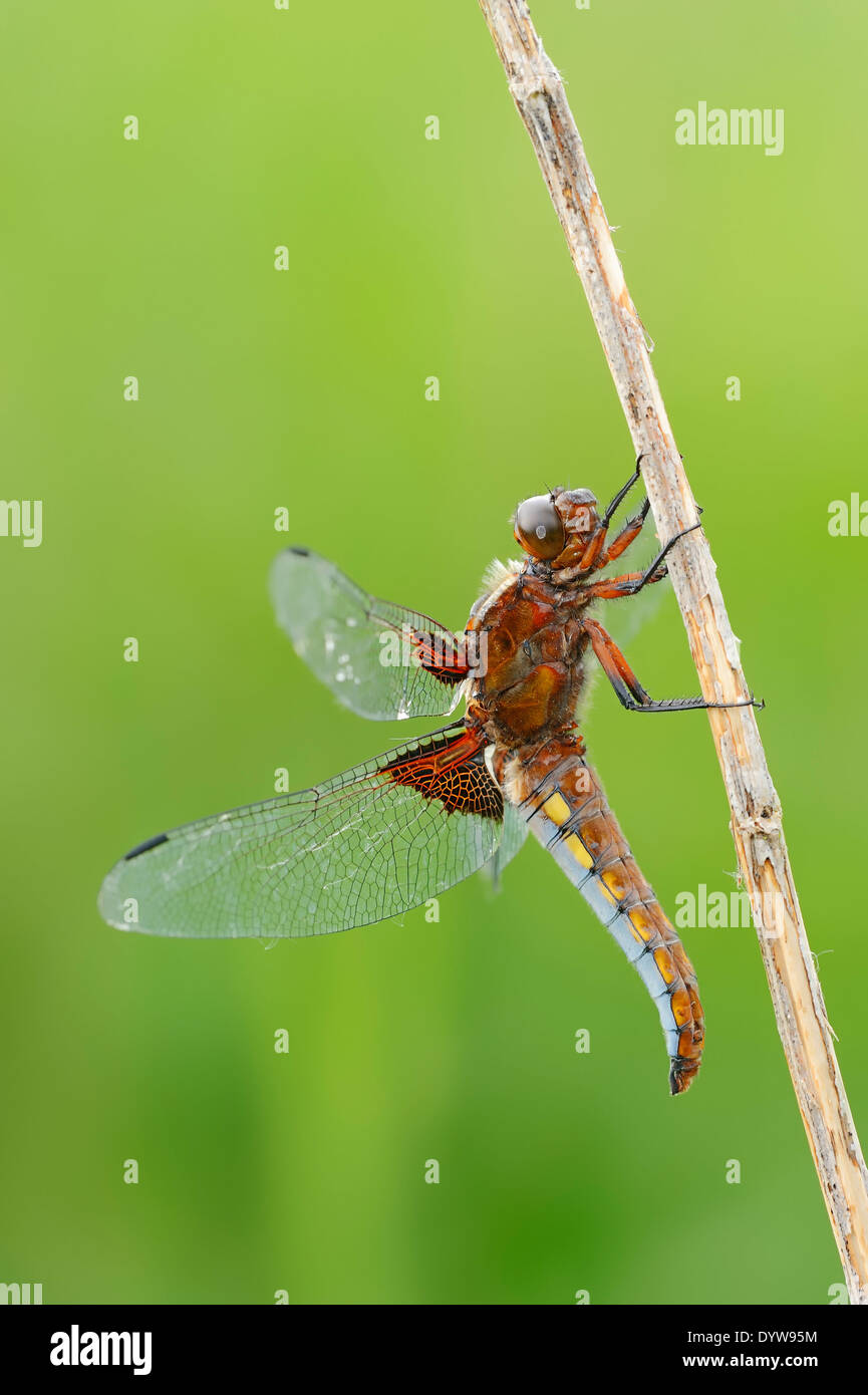 Ampia corposo Chaser o ampia corposo Darter (Libellula depressa), maschio, Renania settentrionale-Vestfalia, Germania Foto Stock