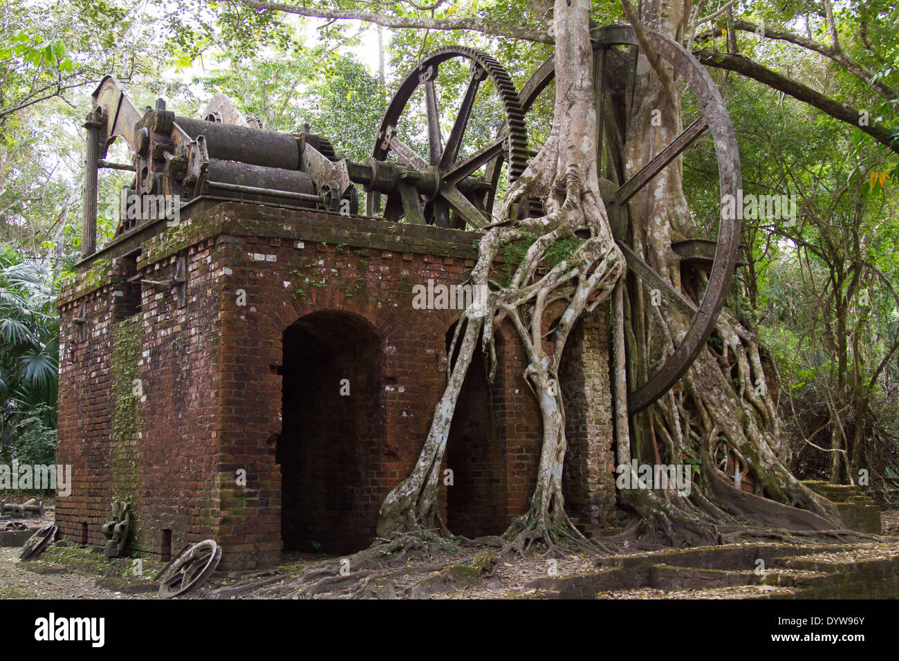 Strangler fico che cresce attraverso un XIX secolo vide abbandonata-mill, Lamanai, Belize Foto Stock